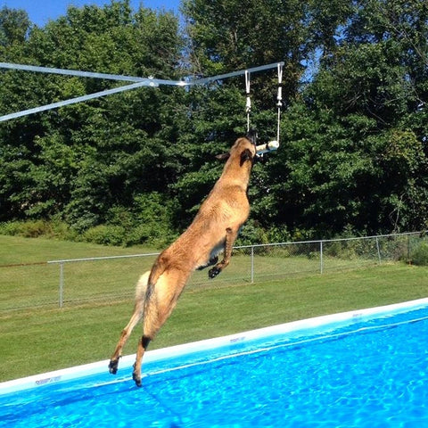 Dog Sport-Jumping Rigs