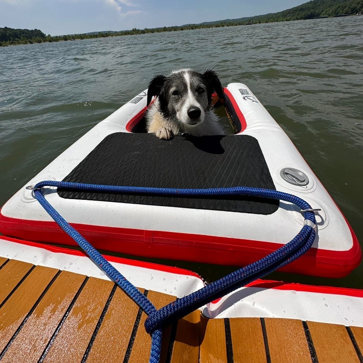 A black and white dog rests on an American Muscle Docks & Fabrication Mutt-scle XL Floating Dog Ramp, which is tethered to a wooden dock with a blue rope while floating on a lake.