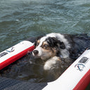 A black, white, and brown dog is in the water by a floating dock, looking ahead at the Mutt-scle XL Floating Dog Ramp from American Muscle Docks & Fabrication.