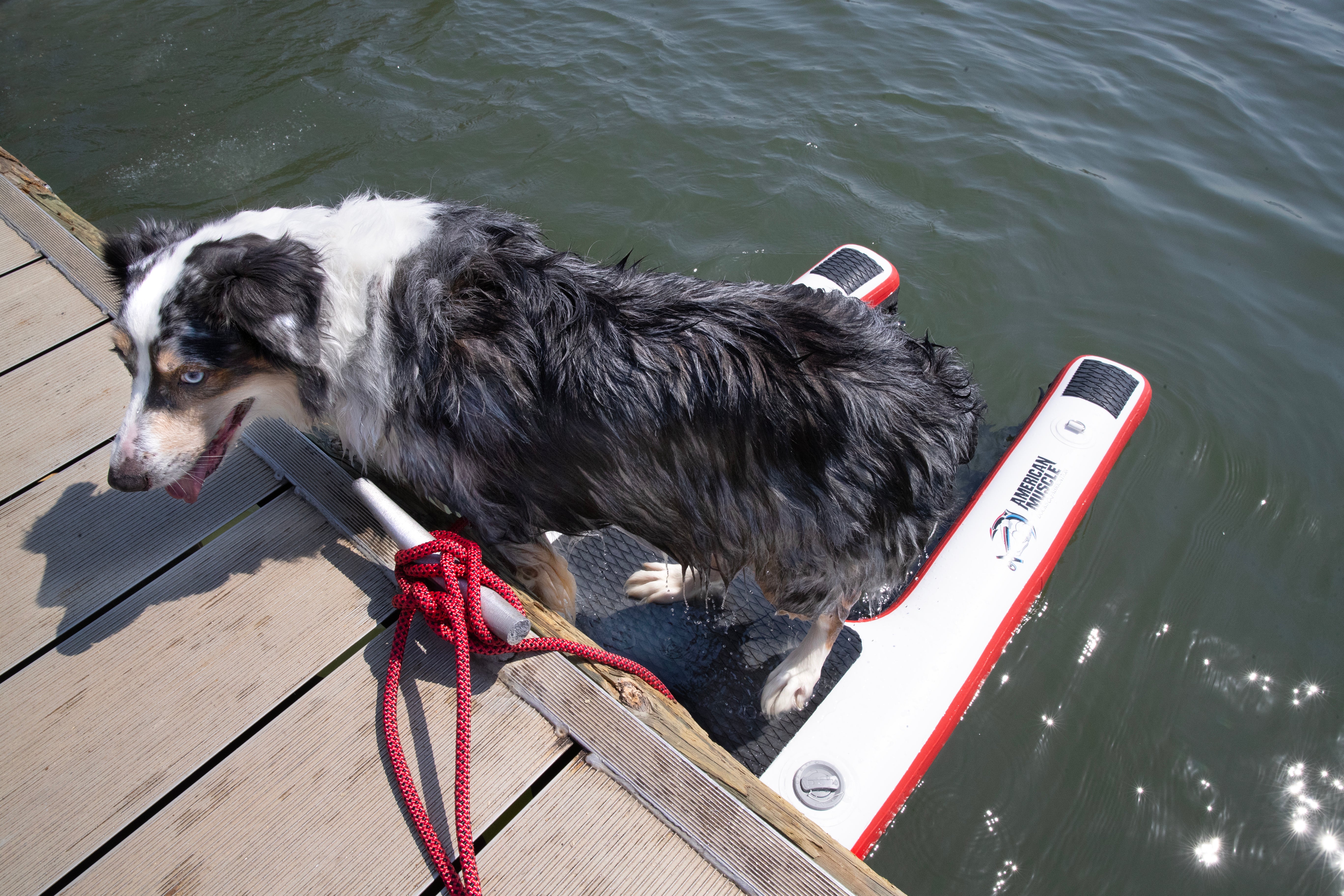 Dog Ramp Float Mutt-scle XL Floating Dog Ramp – American Muscle Docks