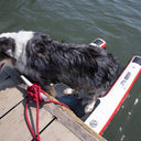 A wet dog stands on a paddleboard with an American Muscle Docks & Fabrication Mutt-scle XL Floating Dog Ramp attached, next to a wooden dock. A red rope secures the board, with water visible in the background.