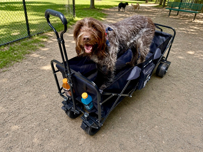 A brown, shaggy dog stands inside an American Muscle Docks Collapsible Pull Wagon with two drinks in holders at a dog park, where other dogs and benches can be seen in the background.