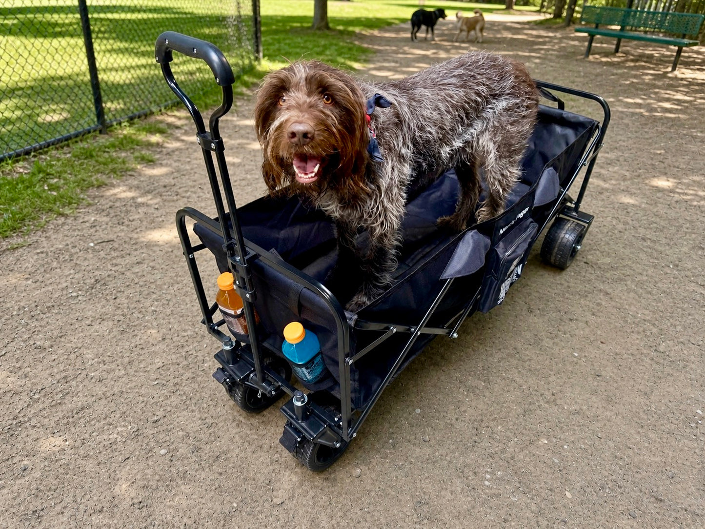 A brown, shaggy dog stands inside an American Muscle Docks Collapsible Pull Wagon with two drinks in holders at a dog park, where other dogs and benches can be seen in the background.