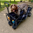 A brown, shaggy dog stands inside an American Muscle Docks Collapsible Pull Wagon with two drinks in holders at a dog park, where other dogs and benches can be seen in the background.